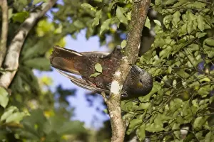 Cheeky Prints: Kaka / North Island Parrot. Mount Bruce Conservation Centre - New Zealand