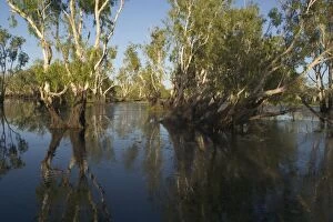 Paperbark Collection: Kakadu National Park, Australia - Paperbark trees (Melaleuca sp) in the wetlands of Yellow Waters
