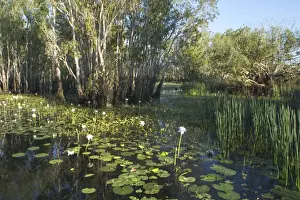 Waterlily Prints: Kakadu National Park, Australia - Scene in the wetlands of Yellow Waters