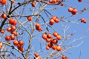Kaki - fruit. Provence - France. Originally from China / Japan