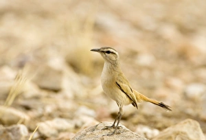 Images Dated 14th October 2007: Kalahari Scrub Robin - Perched on a rock surveying its surroundings