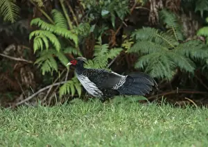 Hawaiian Islands Prints: Kalij Pheasant - Introduced Species Kaua'i Island, Hawaaii BI006913