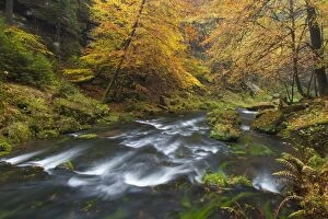 Streams Gallery: Kamnitz Gorge Kamnitz Stream in autumn Kamnitz Gorge, B