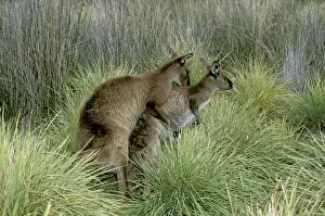 Kangaroo Prints: Kangaroo Island Western Grey Kangaroo - Mating