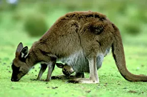 Protection Prints: Kangaroo Island Western Grey Kangaroo - mother eating grass with joey in pouch