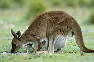 Kangaroo Island Western Grey Kangaroo - Mother and joey in pouch - Flinders Chase National Park - Kangaroo Island - South Australia JPF40666
