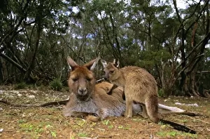 Kangaroo Island Western Grey Kangaroo - Mother and young - Flinders Chase National Park - Kangaroo Island - South Australia JPF40525