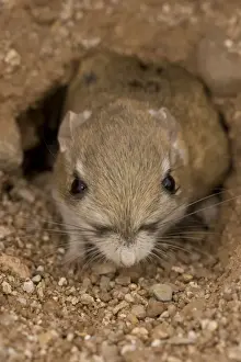 In Hole Prints: Kangaroo Rat - Close-up of head and face