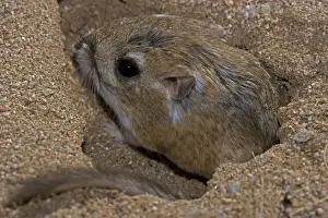 In Hole Prints: Kangaroo Rat - Emerging from hole in sand