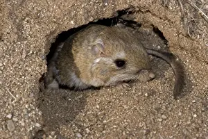 Kangaroo Rat - Emerging from hole in sand. Habitat is sandy waste areas, sand dunes, sometimes hard packed soil - Spends days in deep burrows in the sand which it plugs to maintain stable temperature