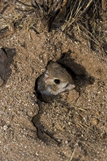 Kangaroo Rat - Emerging from hole in sand