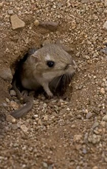 Images Dated 24th January 2006: Kangaroo Rat - Emerging from hole in sand. Habitat is sandy waste areas, sand dunes