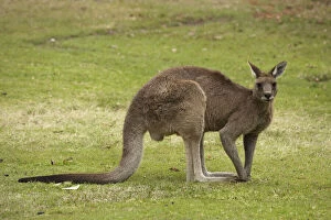Kangaroo, Trial Bay, New South Wales, Australia