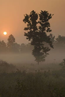Images Dated 16th May 2012: Kanha NP, India. Early morning, rising sun