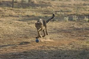 Images Dated 11th September 2006: Kanini (10 month old female cheetah rescued from a trap on a livestock farm) chasing after ball
