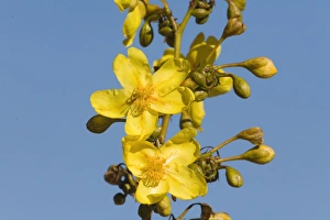 Images Dated 28th July 2006: Kapok Flower At Manning Gorge, Kimberley, Western Australia. A concoction of the flowers