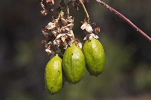 Images Dated 11th October 2004: Kapok - After flowering green barrel-shaped fruits approximately 8cm long are produced