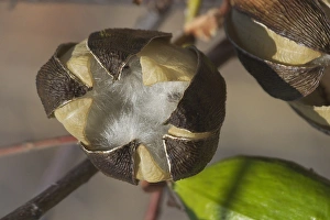 Images Dated 11th October 2004: Kapok - Mature fruit splitting and releasing silky hairs embedded with seeds