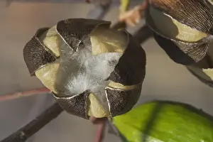 Kapok Prints: Kapok - Mature fruit splitting and releasing silky hairs embedded with seeds