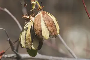 Kapok - Mature fruit splitting and releasing silky hairs embedded with seeds. Each seed has a parachute which can be dispersed by the wind. This species prefers rocky hill slopes and ridges