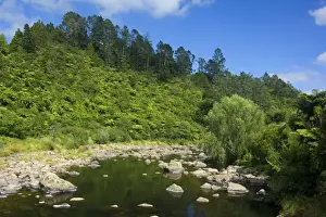 North Island Prints: Karangahake Gorge - river flowing through Karangahake gorge surrounded by native rainforest with lots of tree ferns