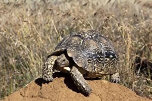 Images Dated 17th May 2012: Karoo Cape Tortoise / Greater Padloper