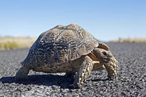 Images Dated 17th May 2012: Karoo Cape Tortoise / Greater Padloper - crossing road