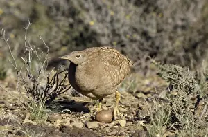 Karoo Korhaan Bustard