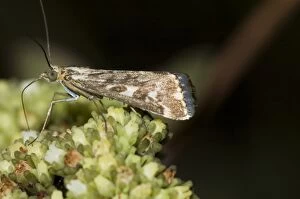 Karoo moth - Adult visiting flower of plakkiebos (Crassula cultrata)