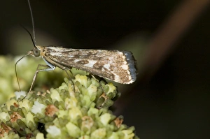 Images Dated 20th March 2006: Karoo moth - Adult visiting flower of plakkiebos (Crassula cultrata)