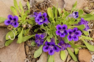 Purple Gallery: Karoo violet (Aptosimum indivisum), northern Cape, South Africa