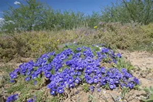 Violet Prints: Karoo Violet - forms carpets up to 1 metre in diameter