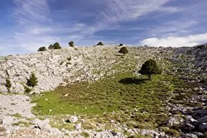 Images Dated 15th May 2009: Karst limestone scenery, with greek firs, at about 1700m in Mount Parnassus National Park