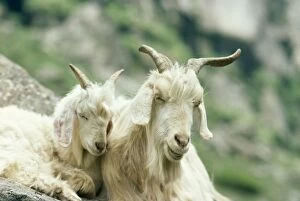 Images Dated 13th July 2004: Kashmir Goats 13000 kulu, Kashmir