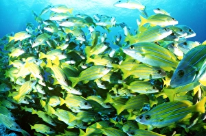 <b class=qtipBold><figcaption>Kasmira Snapper - Shoal</figcaption></b><br>KA-14 KASMIRA SNAPPER - SHOAL Maldives Lutjanus kasmira Kurt Amsler Please note that prints are for personal display purposes only and may not be reproduced in any way.<br><em>© Ardea 2007 - All Rights Reserved</em> Kasmira Snapper - Shoal