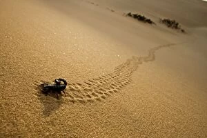 KAT-443 Parabuthus Scorpion - leaving tracks up a dune at sunset