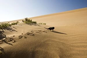 KAT-447 Namaqua Chameleon - Young chameleon walking over dune sand leaving clearly visible tracks