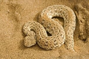 KAT-463 Peringueys Adder - Coiled protectively on dune sand