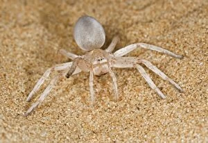 KAT-468 White Lady Spider - Portrait on dune sand with leg raised in a threat display