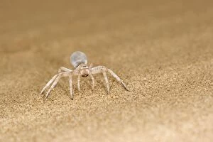 KAT-469 White Lady Spider - Portrait on dune sand