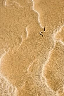 KAT-477 Peringueys Adder - Sidewinding across patterned white and yellow dune sand