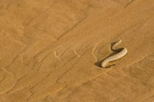 KAT-482 Peringueys Adder - Making its way up the cascading sands of a dune slip face