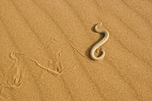 KAT-484 Peringueys Adder - Side winding across dune sand in the evening - leaving a distinct track