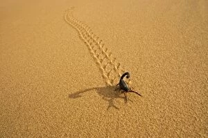 KAT-485 Parabuthus Scorpion - leaving tracks up a dune at sunset