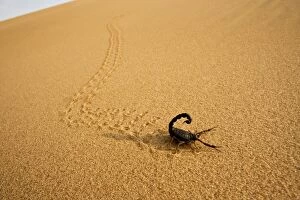 KAT-486 Parabuthus Scorpion - leaving tracks up a dune at sunset