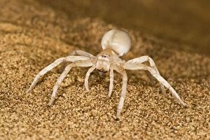 KAT-488 White Lady Spider - Portrait on dune sand