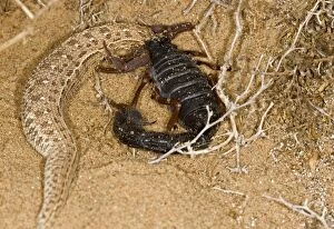 KAT-490 Parabuthus Scorpion - Eating a Sidewinder, after kiliing and dragging it into the undergrowth