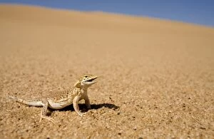 KAT-493 Shovel Snouted Lizard - Shown in its natural habitat of the dunes