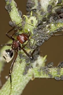 KAT-506 Dune Ant - Close up of ants tending / farming aphids