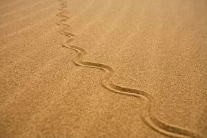 KAT-514 Fitsimons Burrowing Skink - Tracks on the dunes